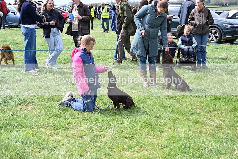 WJ6_8662 - Class 8 Best Working / Gun Dog or Bitch