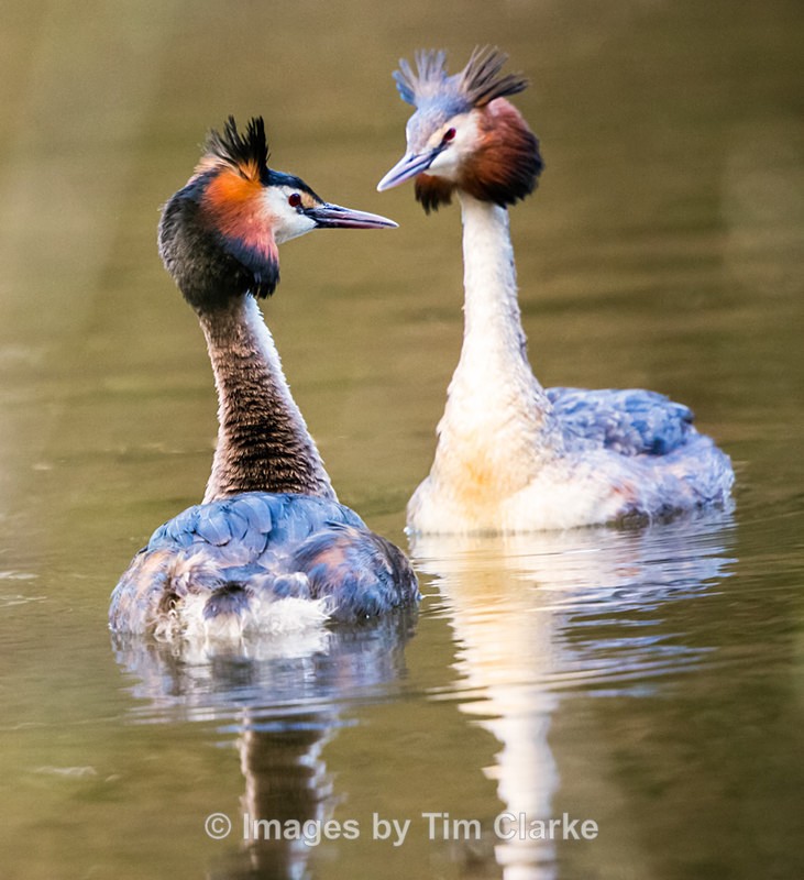 Grebe Pair 4016322 - Wildlife
