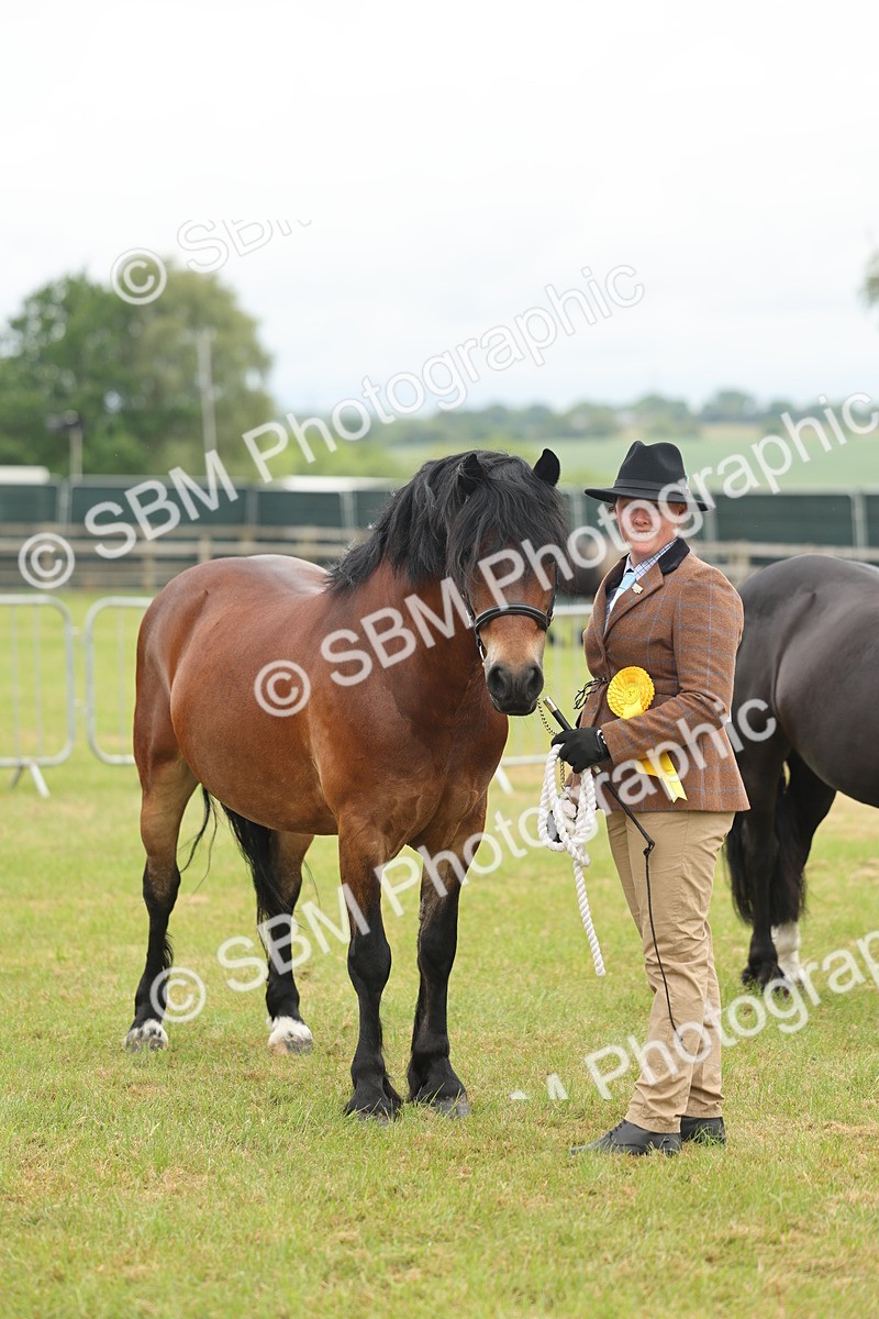 SBM_04948 - Class 50-57 - M&M Welsh Pony In Hand