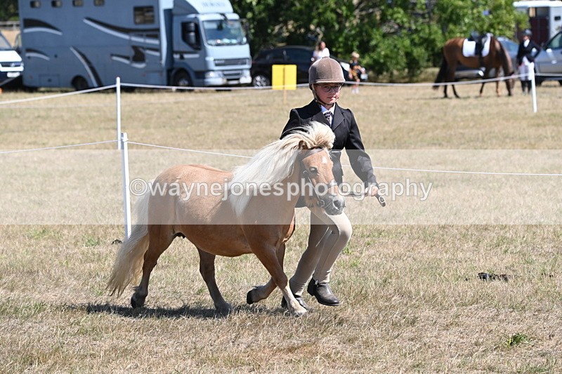 WJ6_8615 - Class 37b Best Loan Pony In-hand