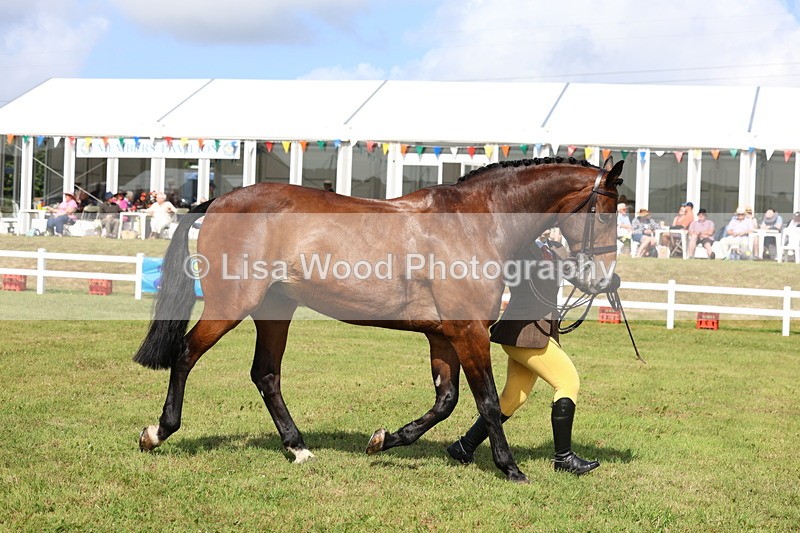 3E7A9547 - Class 4: Rising Star M/H Hunter