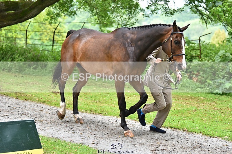 240522-170340-01357 - 235-GREENHALL_JAY-Henry_Hobby