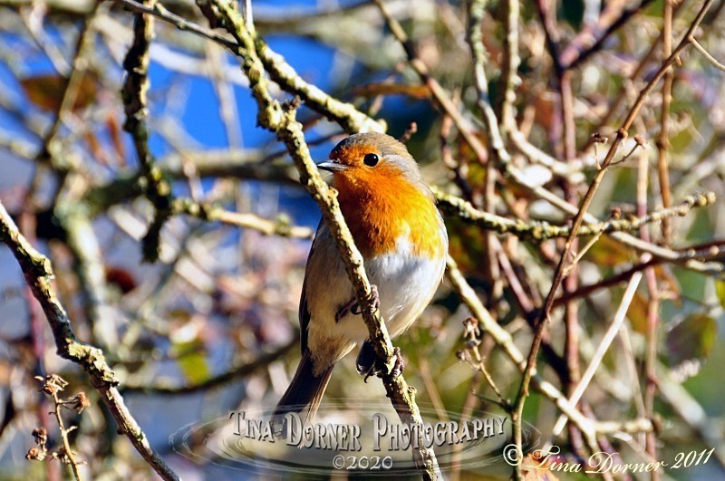 Robin. from Animal Portraits Portfolio by Tina Dorner Photography