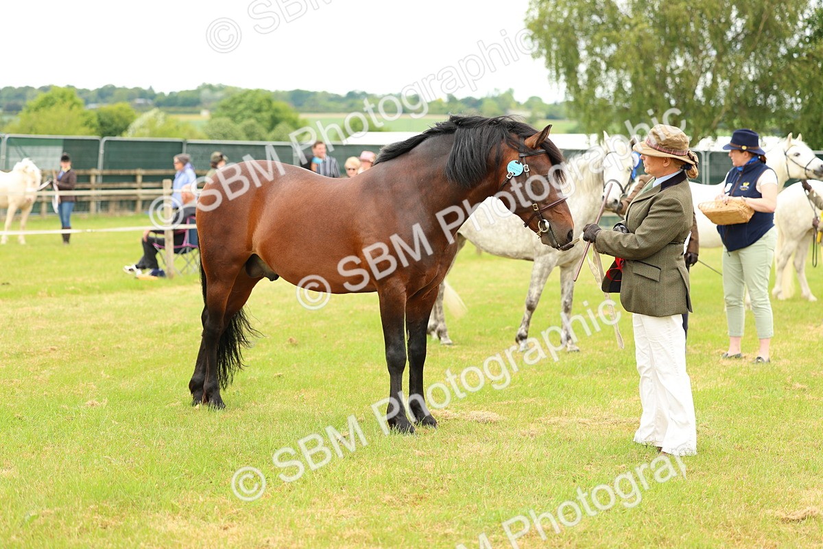 SBM_04235 - Class 64-67 - Shetland Pony In Hand