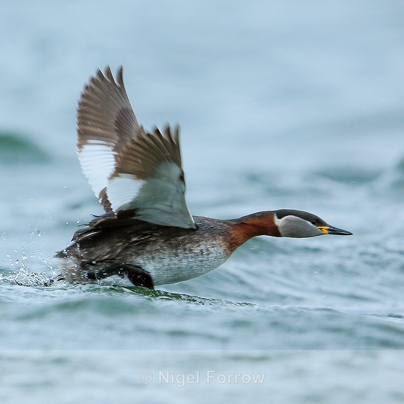 Red-necked Grebe takes off, Farmoor Reservoir - Red-necked Grebe