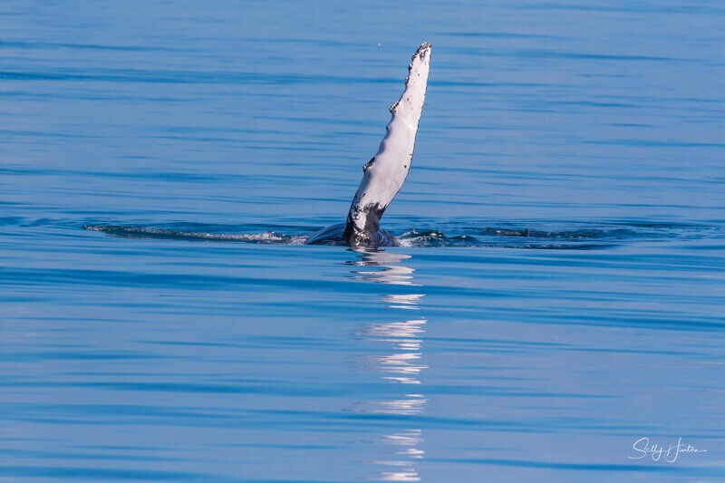 0A3A7718 - 2024 Hervey Bay Whales