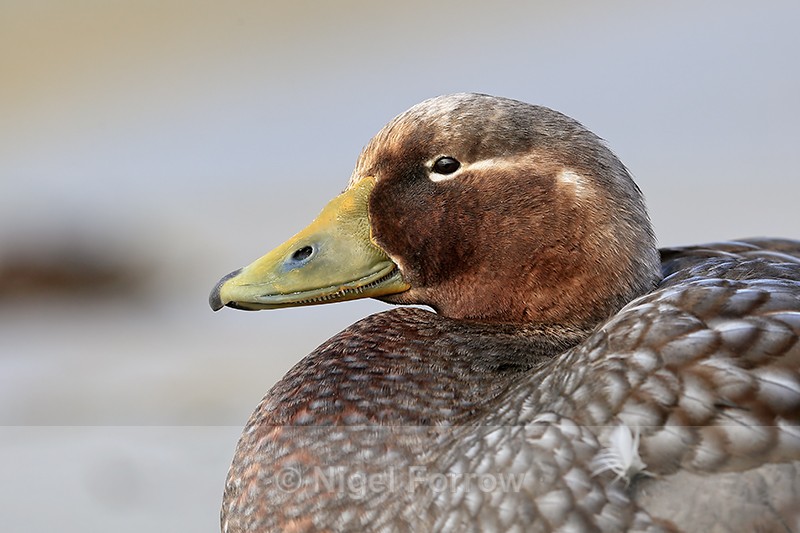 Falkland Steamerduck (female) close portrait, Carcass Island - Falkland Flightless Steamerduck