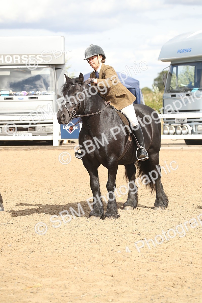 SBM_14572 - Class 505a - M&M Working Veteran - 50cm (15-19)