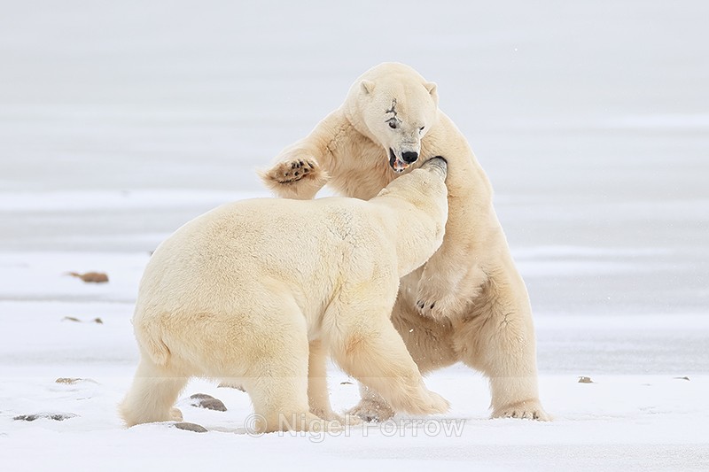 Male Polar Bears fighting, Churchill, Canada - Polar Bear