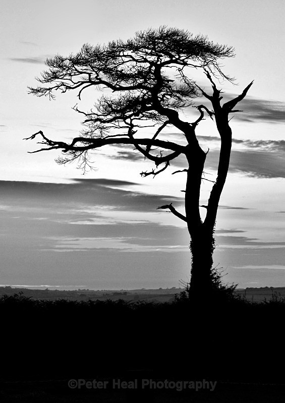 Silhouette