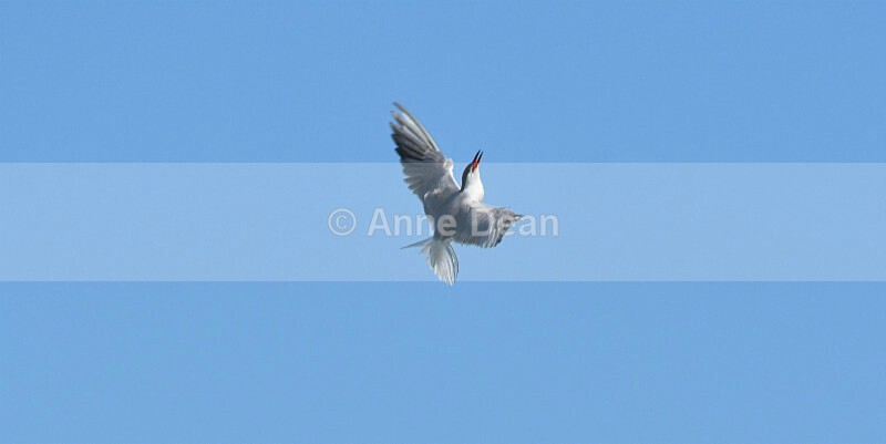 Skyfall - More wonderful terns and a gorgeous kestrel for good measure