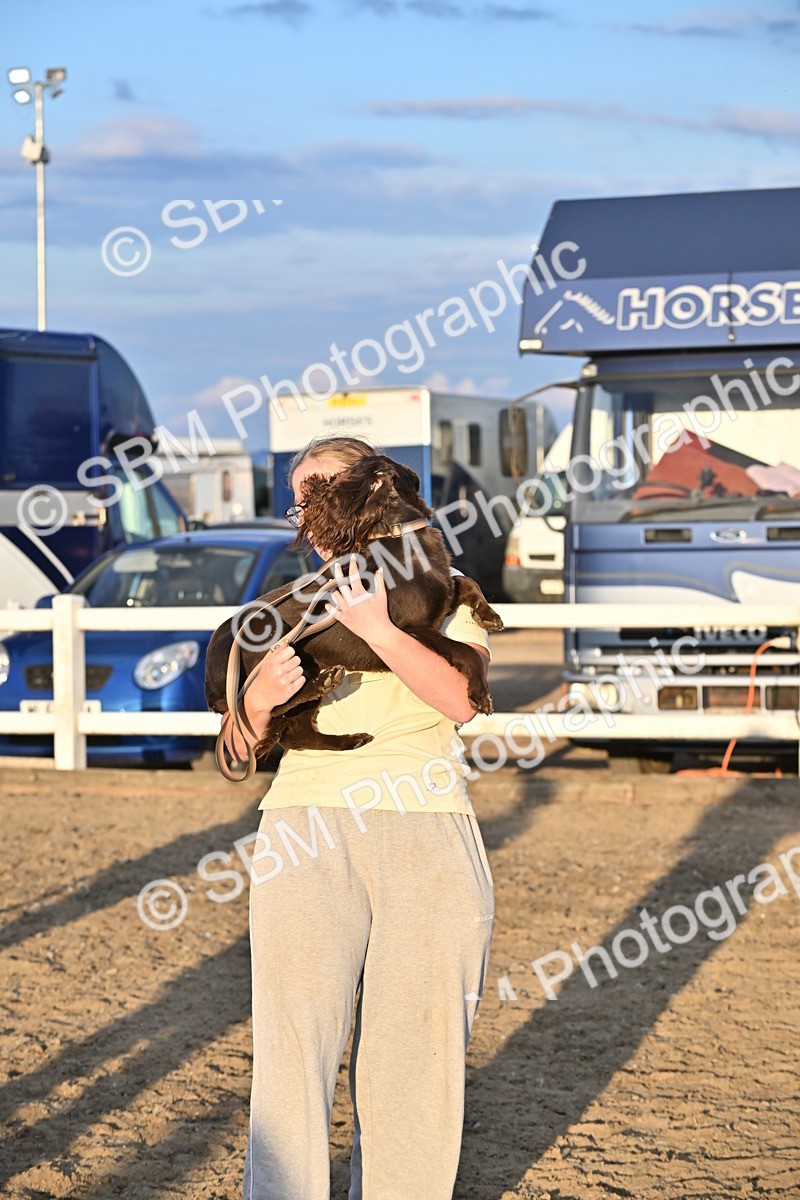 SBM_09681 - Lorry Dogs