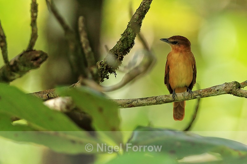 Cinnamon Becard, Turtle Beach Lodge, Tortuguero, Costa Rica - Cinnamon Becard