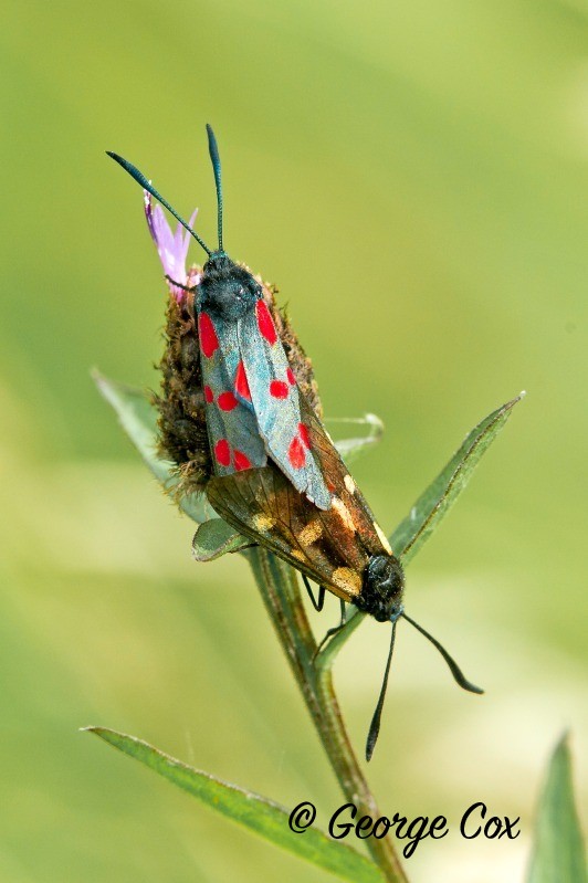 A pair of burnet moths