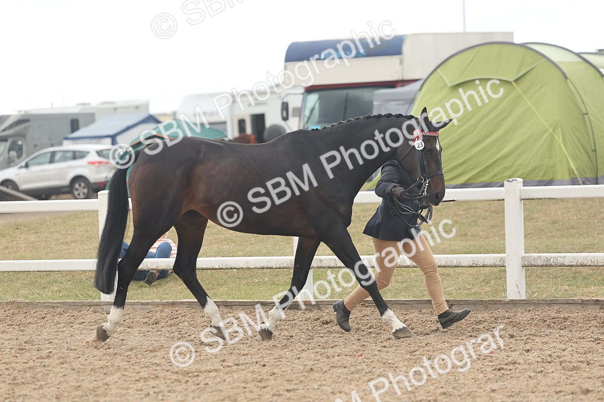 SBM_07629 - Class 26 - IH Foreign Breeds - Part Bred