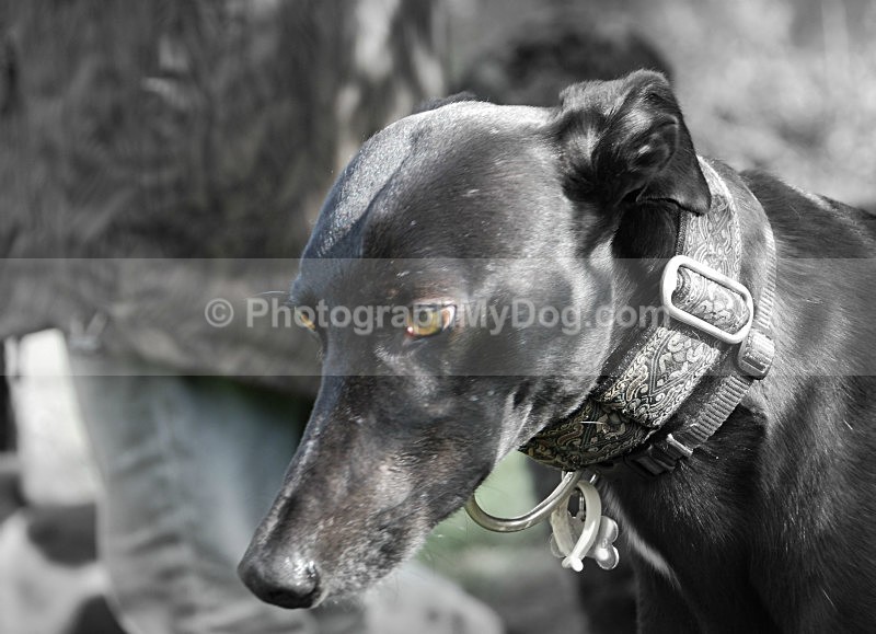  - Lurchers