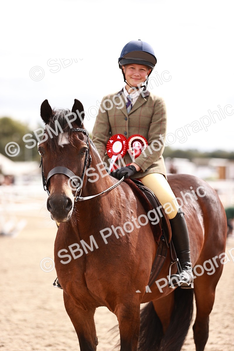 SBM_18334 - Class 417 - Handsome Gelding (IH or Ridden - JNR)