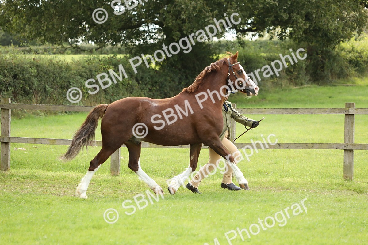 SBM_65395 - S47 - Mountain & Moorland In Hand Large Breeds