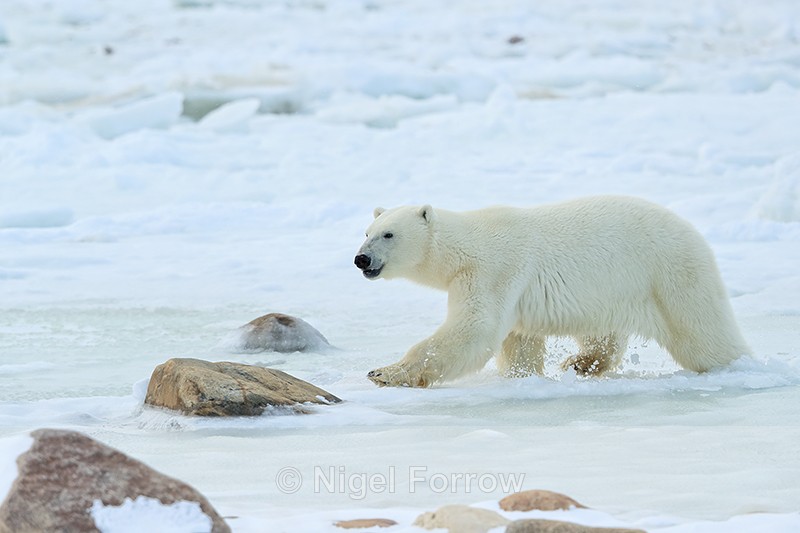 Polar Bear running through icy water, Churchill, Canada - Polar Bear