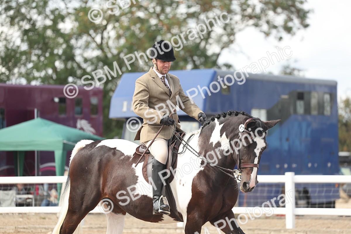 SBM_14830 - Class 308 - Ridden Coloured Horse