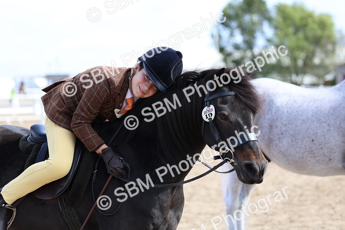 SBM_01921 - Class 18 - Handsomest Gelding - IH or Ridden