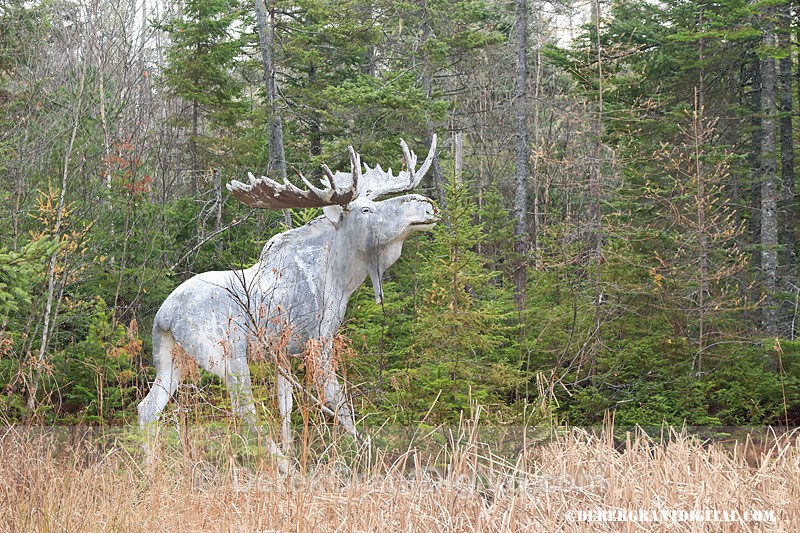 Animaland Sussex New Brunswick Canada - Animaland