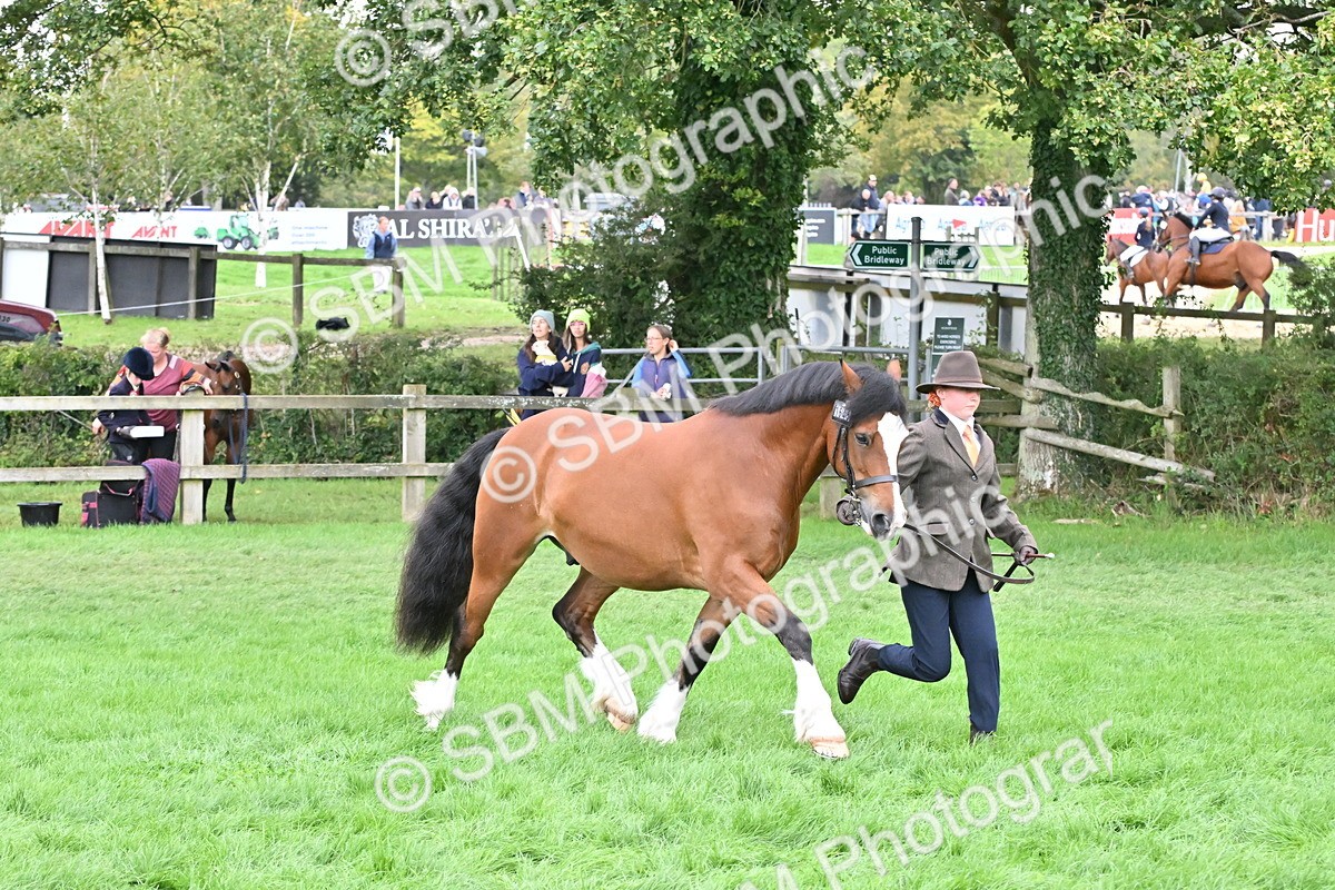 SBM_63241 - S49 - Mountain & Moorland In Hand Large Breeds