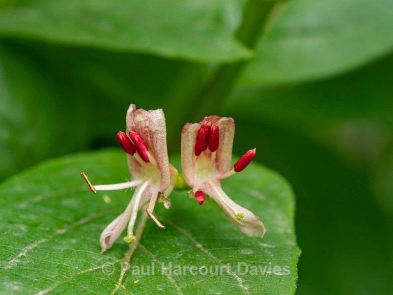 Alpine honeysuckle (Lonicera alpigena - Wild Flowers