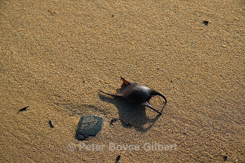 Dog fish egg case - The Coast