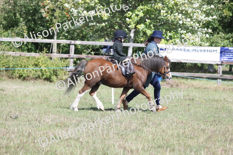 20250831-2614 - Class 17 - Lead Rein Pony