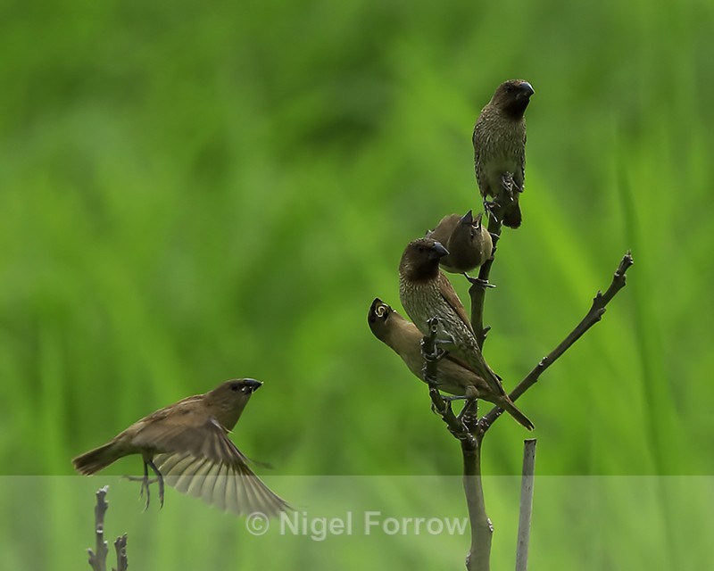 Nutmeg Mannikins (adult and juvenile), Hawaii - Nutmeg Mannikin