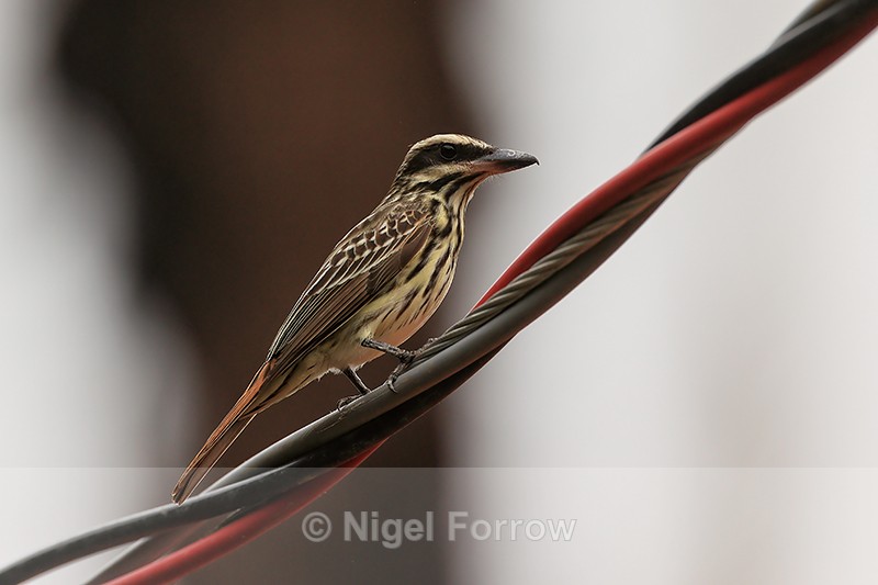 Streaked Flycatcher perched on cable, Porto Jofre, Brazil - Streaked Flycatcher