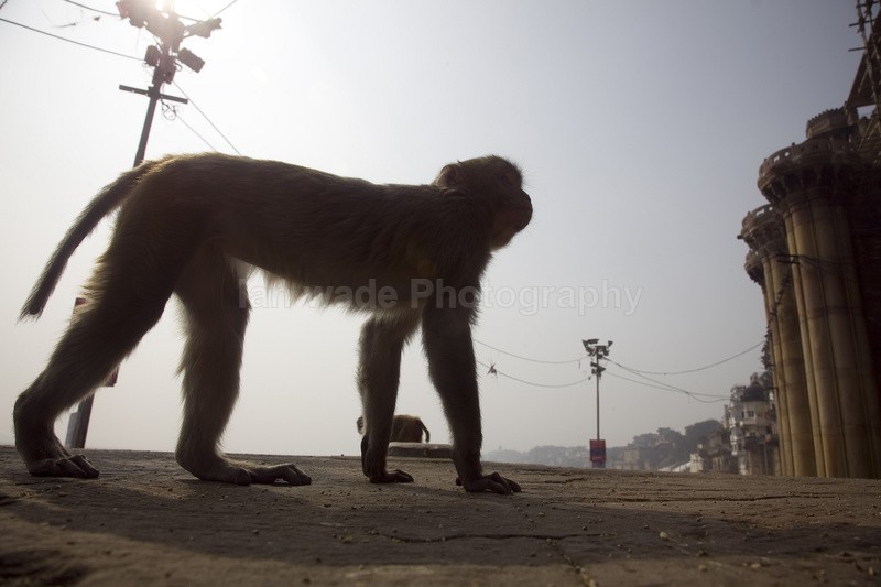  - Indian - People, Culture, Wildlife & landscape