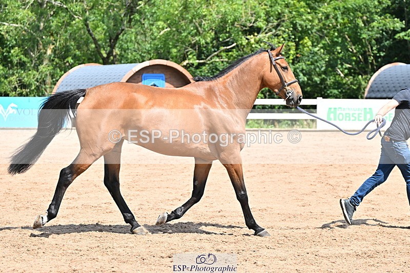 240718A-105244-01104 - Trot Up 12pm to 1pm