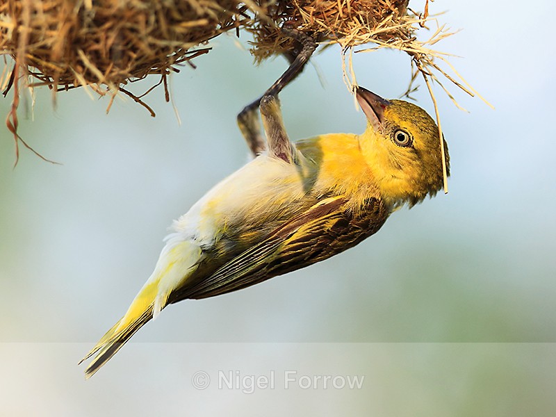 Lesser Masked Weaver (female) hanging from a nest - Lesser Masked Weaver