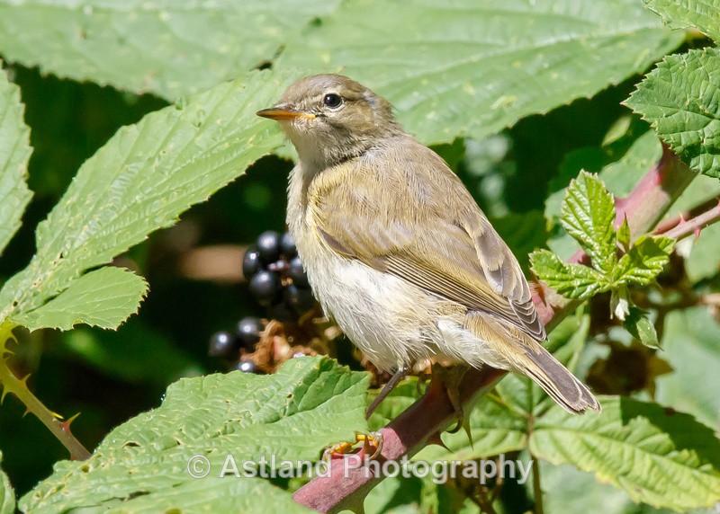 Astland Photography, Bird and Wildlife Images, Susan and Peter Wilson, U.K.
