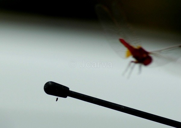 Good luck! - Insects and Spiders