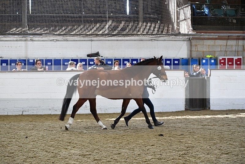 WJ5_4528 - Class 3 Part Bred In hand