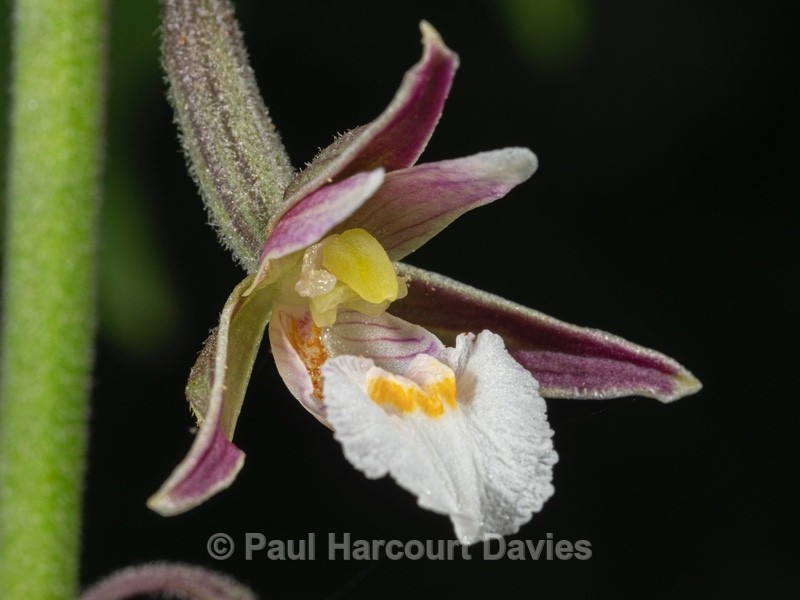 Marsh Helleborine (Epipactis palustris) - Wild Orchids 2021