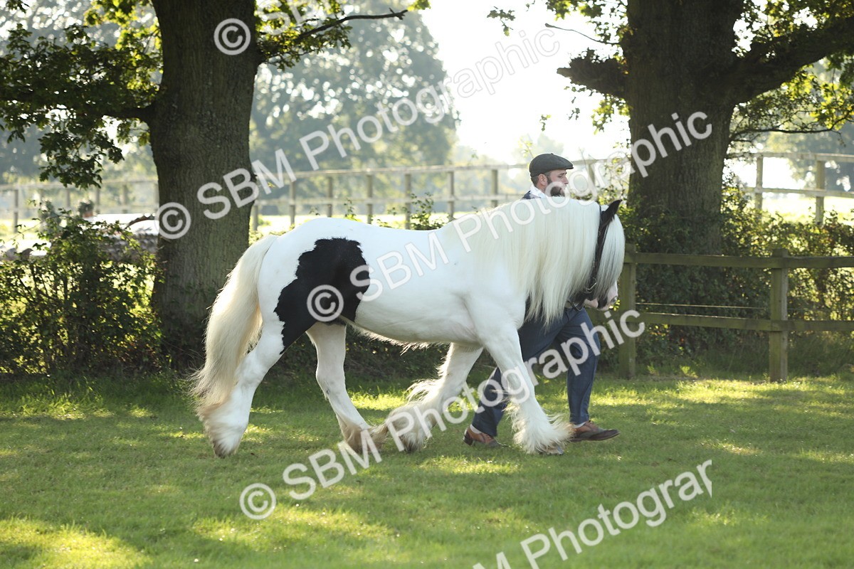 SBM_60878 - S43 - Coloured Pony In Hand