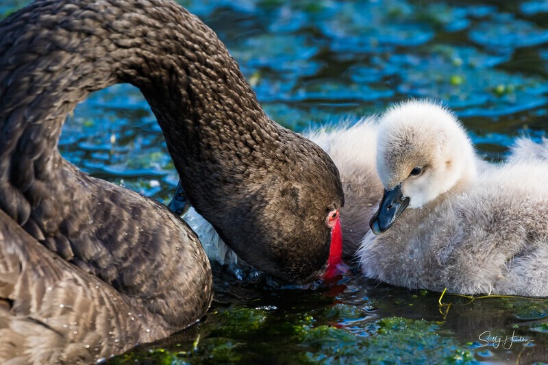 15 Lessons 0A3A5785 - Black Swans and cygnets