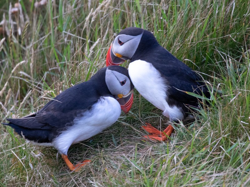 Puffen Love 4 - Puffins