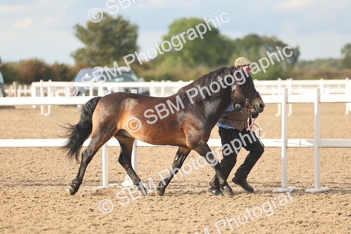SBM_08614 - Class 29 - IH Veteran Pony