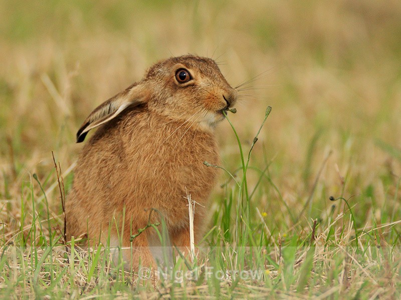 Leveret eating grass, Otmoor RSPB - Hare