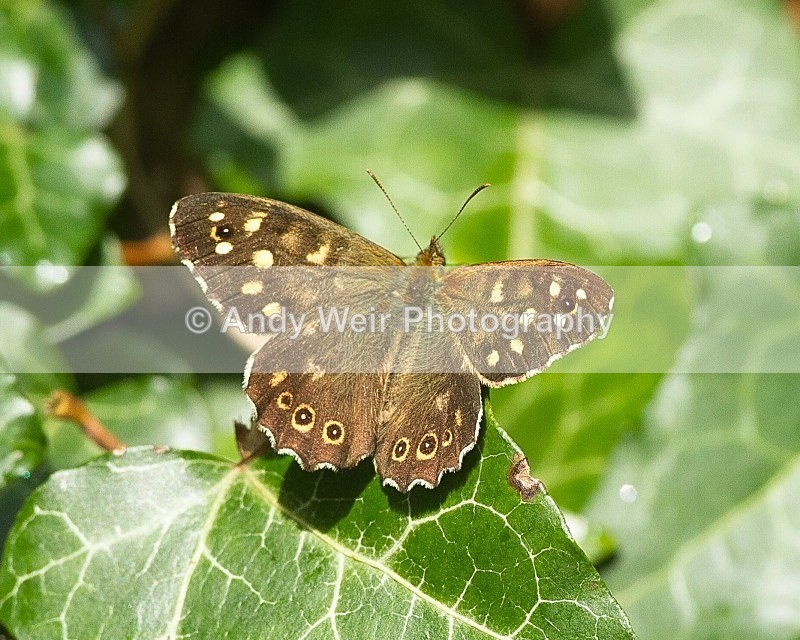 20110904-_MG_6661 - Butterflies & Moths
