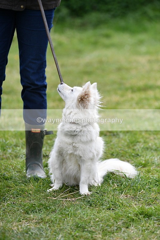 WJ5_9323 - Class 1 Best Cross Breed / Heniz 57