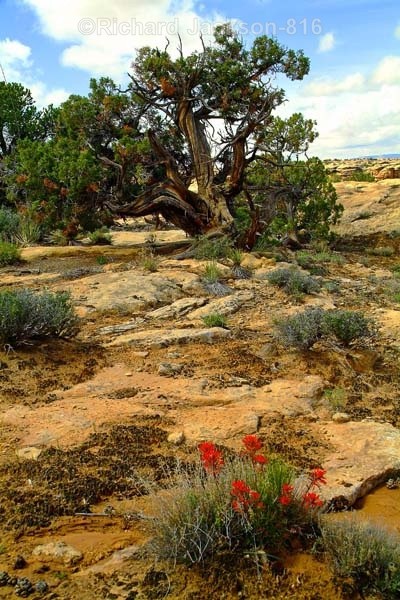 Indian Paintbrush & Juniper Tree - Canyonlands National Park