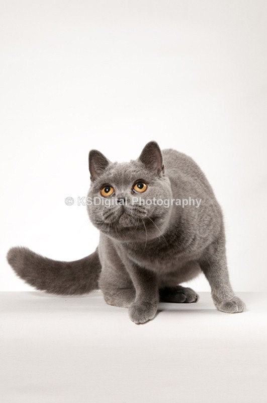 Mardenka Musical Chairs (16) - Tufton British Shorthairs
