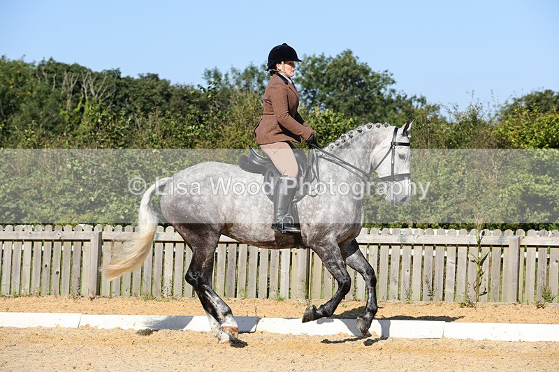 1X9A7763 - Class 9: Open Ridden Hunter