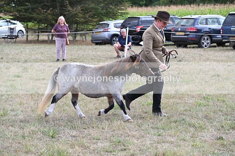 WJ6_6980 - Class 21 Shetland & Mini Horses